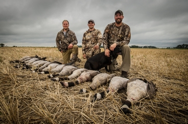 Early goose in North Dakota 2016.